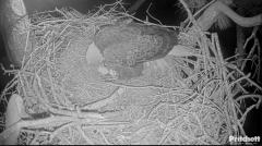 2024-11-12 09_22_06-Southwest Florida Eagle Cam - Cam 4K - YouTube – Maxthon.png