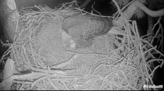 2024-11-12 09_22_20-Southwest Florida Eagle Cam - Cam 4K - YouTube – Maxthon.png