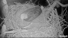 2024-11-12 09_22_26-Southwest Florida Eagle Cam - Cam 4K - YouTube – Maxthon.png