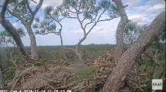 2024-11-14 21_26_59-NEFL Cam 4 - YouTube – Maxthon.png