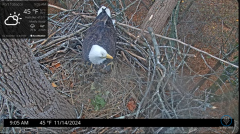 2024-11-14 21_31_19-Port Tobacco Eagle Cam - YouTube – Maxthon.png
