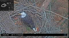 2024-11-14 21_31_39-Port Tobacco Eagle Cam - YouTube – Maxthon.png