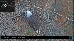 2024-11-14 21_31_45-Port Tobacco Eagle Cam - YouTube – Maxthon.png