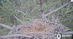 2024-11-14 21_38_47-Berry College Eagle Cams - 2024 – Maxthon.png