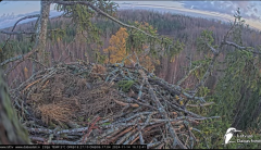 2024-11-14 22_10_52-Jūras ērgļi (Haliaeetus albicilla) Durbē - LDF tiešraide - YouTube – Maxthon.png