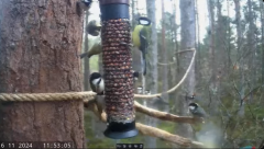 2024-11-16 22_06_46-Live bird feeders & nest boxes _ RSPB Loch Garten - YouTube – Maxthon.png