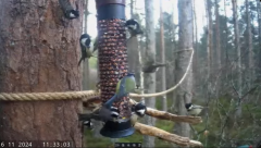 2024-11-16 22_07_02-Live bird feeders & nest boxes _ RSPB Loch Garten - YouTube – Maxthon.png