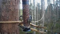 2024-11-16 22_07_07-Live bird feeders & nest boxes _ RSPB Loch Garten - YouTube – Maxthon.png