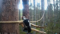 2024-11-16 22_07_55-Live bird feeders & nest boxes _ RSPB Loch Garten - YouTube – Maxthon.png