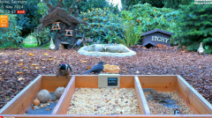 2024-11-16 22_22_27-LIVE 4K 60fps Bird Feeder Cam - Hedgehog & Bird Watching (3D Audio) ASMR HQ - Yo.png