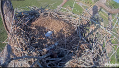 2024-11-16 22_50_18-Southwest Florida Eagle Cam - Cam 4K - YouTube – Maxthon.png