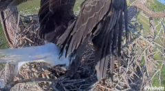 2024-11-16 22_51_05-Southwest Florida Eagle Cam - Cam 4K - YouTube – Maxthon.png