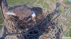2024-11-16 22_51_14-Southwest Florida Eagle Cam - Cam 4K - YouTube – Maxthon.png