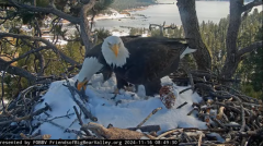 2024-11-16 23_13_07-Big Bear Bald Eagle Live Nest - Cam 1 - YouTube – Maxthon.png