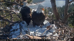 2024-11-16 23_13_29-Big Bear Bald Eagle Live Nest - Cam 1 - YouTube – Maxthon.png