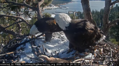 2024-11-16 23_13_52-Big Bear Bald Eagle Live Nest - Cam 1 - YouTube – Maxthon.png