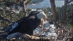 2024-11-16 23_13_58-Big Bear Bald Eagle Live Nest - Cam 1 - YouTube – Maxthon.png