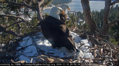 2024-11-16 23_14_05-Big Bear Bald Eagle Live Nest - Cam 1 - YouTube – Maxthon.png