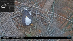 2024-11-16 23_24_17-Port Tobacco Eagle Cam - YouTube – Maxthon.png