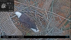 2024-11-16 23_26_21-Port Tobacco Eagle Cam - YouTube – Maxthon.png