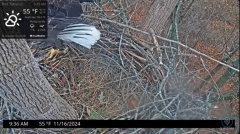2024-11-16 23_26_23-Port Tobacco Eagle Cam - YouTube – Maxthon.png