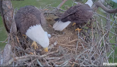 2024-11-17 19_44_56-Southwest Florida Eagle Cam - Cam 4K - YouTube – Maxthon.png