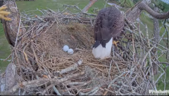 2024-11-17 19_45_08-Southwest Florida Eagle Cam - Cam 4K - YouTube – Maxthon.png