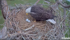 2024-11-17 19_45_58-Southwest Florida Eagle Cam - Cam 4K - YouTube – Maxthon.png