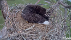 2024-11-17 19_46_02-Southwest Florida Eagle Cam - Cam 4K - YouTube – Maxthon.png