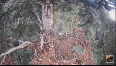 2024-11-17 19_52_54-Cuibul Acvilei de munte nr. 1 - The nest of the Golden Eagle 1 (Aquila chrysaeto.png