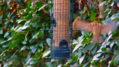 2024-11-17 20_03_41-Tree Feeders, Sky & Ground Feeder Alternative Views in Sheffield - YouTube – Max.png