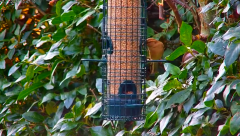 2024-11-17 20_03_58-Tree Feeders, Sky & Ground Feeder Alternative Views in Sheffield - YouTube – Max.png
