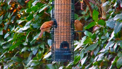 2024-11-17 20_04_03-Tree Feeders, Sky & Ground Feeder Alternative Views in Sheffield - YouTube – Max.png