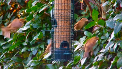 2024-11-17 20_04_11-Tree Feeders, Sky & Ground Feeder Alternative Views in Sheffield - YouTube – Max.png