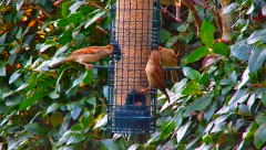2024-11-17 20_04_17-Tree Feeders, Sky & Ground Feeder Alternative Views in Sheffield - YouTube – Max.png