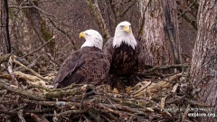 2024-11-18 21_13_51-Decorah Eagles - North Nest - 4k powered by EXPLORE.org - YouTube – Maxthon.png