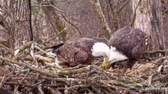2024-11-18 21_14_00-Decorah Eagles - North Nest - 4k powered by EXPLORE.org - YouTube – Maxthon.png