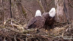 2024-11-18 21_14_29-Decorah Eagles - North Nest - 4k powered by EXPLORE.org - YouTube – Maxthon.png