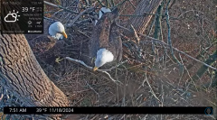 2024-11-18 21_19_08-Port Tobacco Eagle Cam - YouTube – Maxthon.png