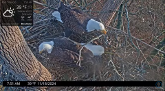 2024-11-18 21_19_17-Port Tobacco Eagle Cam - YouTube – Maxthon.png