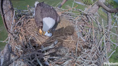 2024-11-18 21_53_40-Southwest Florida Eagle Cam - Cam 4K - YouTube – Maxthon.png