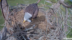 2024-11-18 21_53_58-Southwest Florida Eagle Cam - Cam 4K - YouTube – Maxthon.png