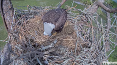2024-11-18 21_54_09-Southwest Florida Eagle Cam - Cam 4K - YouTube – Maxthon.png