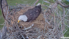 2024-11-18 21_54_16-Southwest Florida Eagle Cam - Cam 4K - YouTube – Maxthon.png