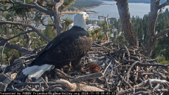 2024-11-19 21_35_15-Big Bear Bald Eagle Live Nest - Cam 1 - YouTube – Maxthon.png