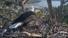 2024-11-19 21_36_37-Big Bear Bald Eagle Live Nest - Cam 1 - YouTube – Maxthon.png