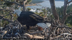 2024-11-19 21_36_42-Big Bear Bald Eagle Live Nest - Cam 1 - YouTube – Maxthon.png