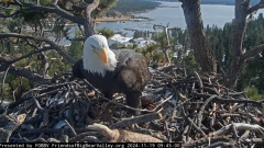 2024-11-19 21_36_46-Big Bear Bald Eagle Live Nest - Cam 1 - YouTube – Maxthon.png