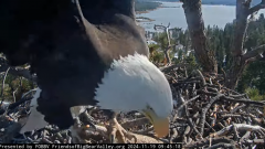 2024-11-19 21_37_03-Big Bear Bald Eagle Live Nest - Cam 1 - YouTube – Maxthon.png