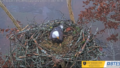 2024-11-20 21_38_50-Bluff City Cam 1_ ETSU_BTES Eagle Camera - YouTube – Maxthon.png